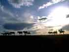 Sunset wth Horses