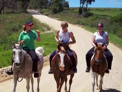 Horses on rural road